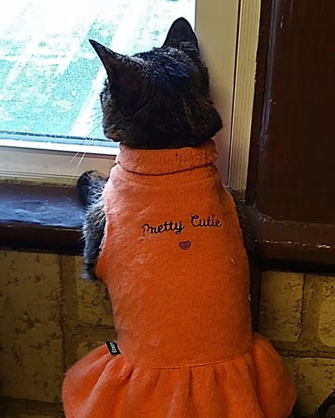 Gizmo. Cat