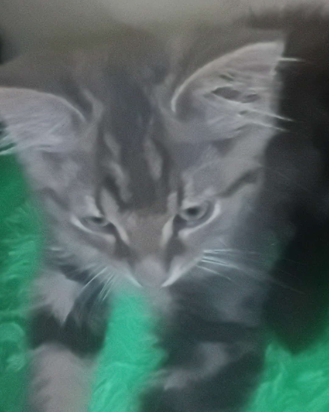 ★~blaze~★ the maine coon/ Savannah cat. Cat, Kitten