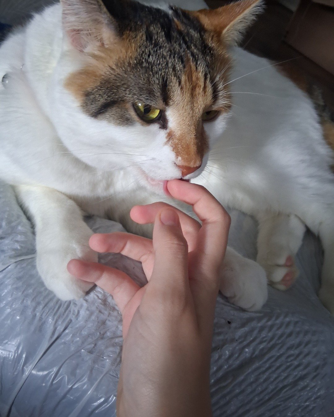 Callie the Calico maincoon. Body Part, Finger, Hand, Person, Cat, Kitten