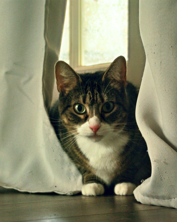Ivy. Cat, Kitten, Manx, Abyssinian