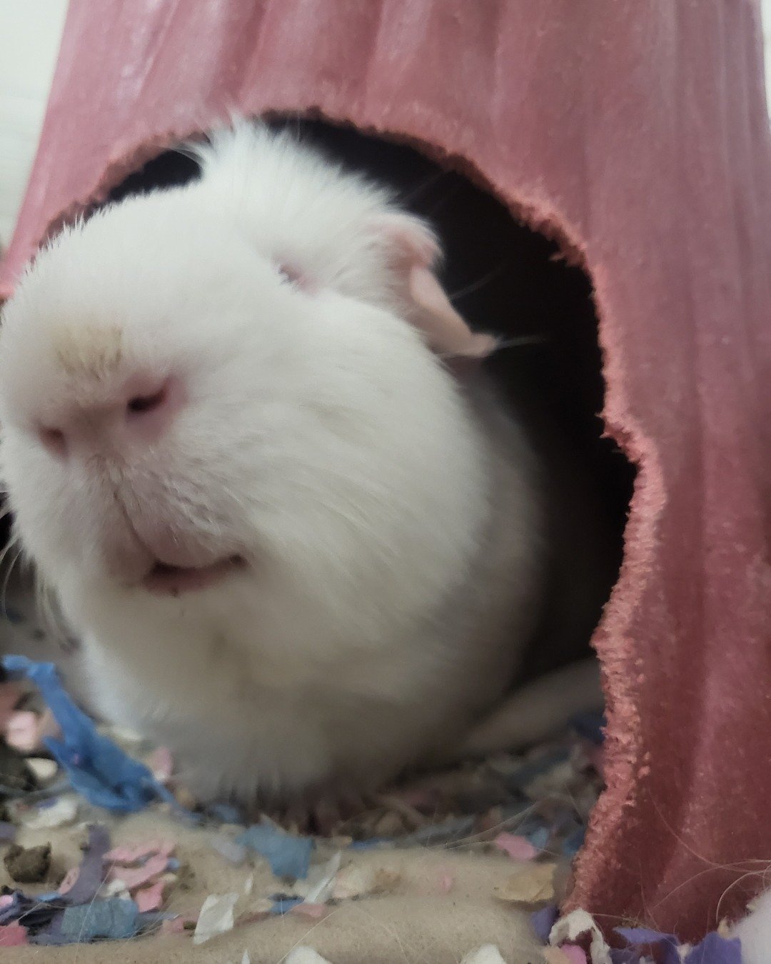 Mozzarella (Motzy) the Guinea pig. Rat, Rodent