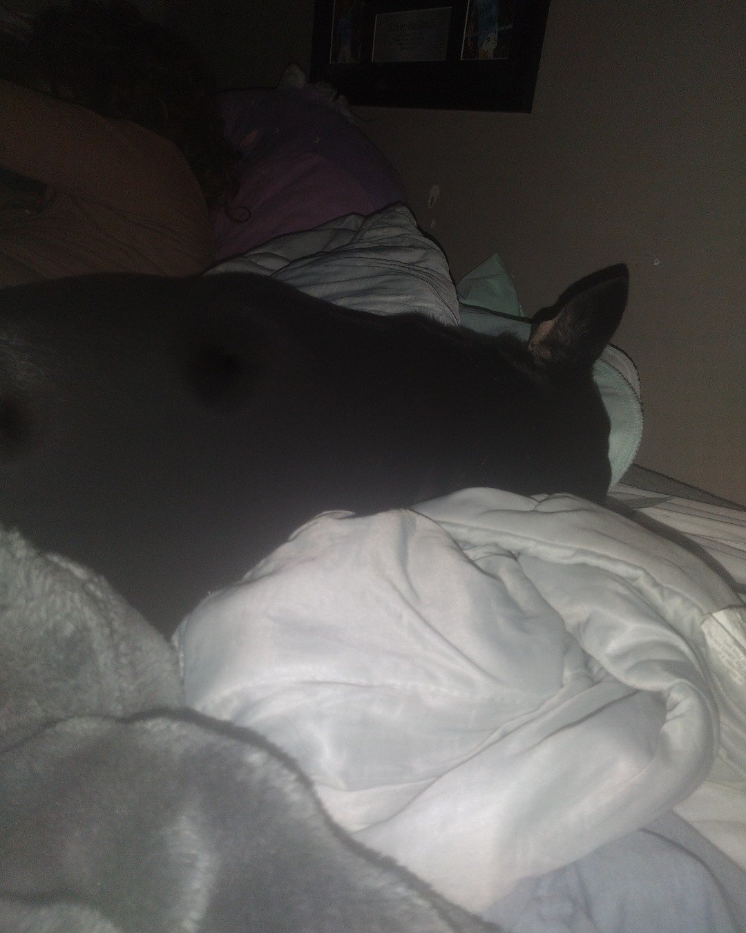 Emmy the Boston terrier mix. Furniture, Bed, Bedroom, Indoors, Room, Blanket