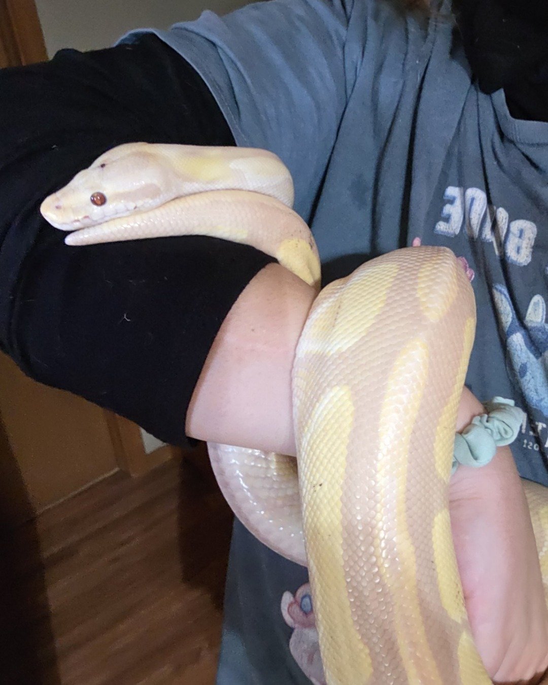 Gouda the Ball Python. Reptile, Snake