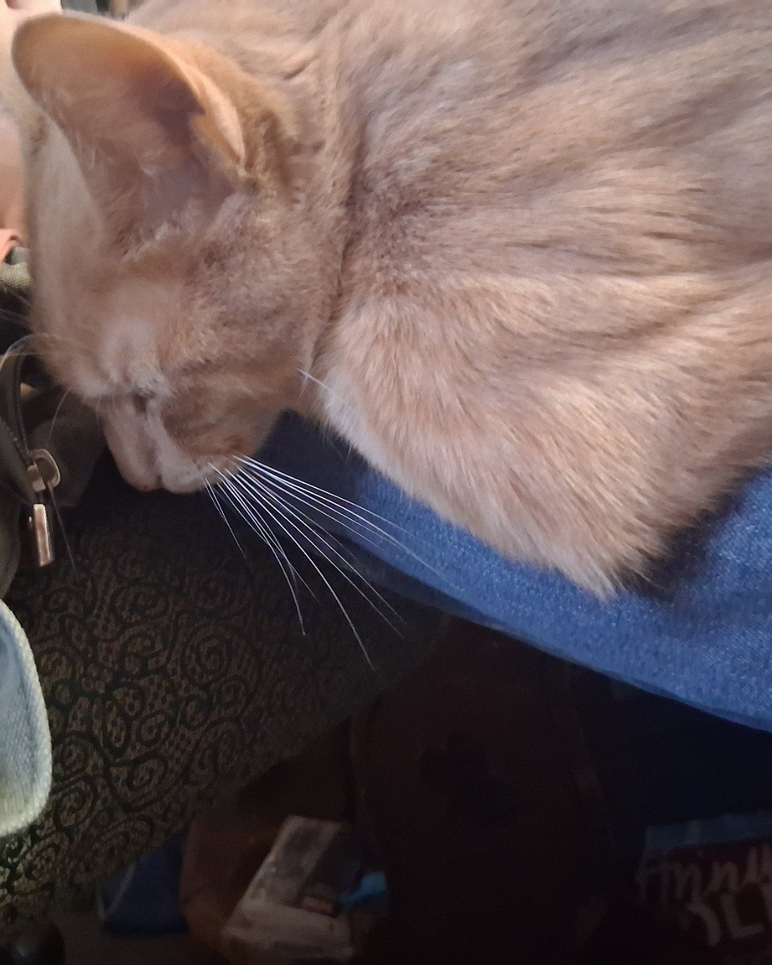 Mr. Orange. Cat, Abyssinian