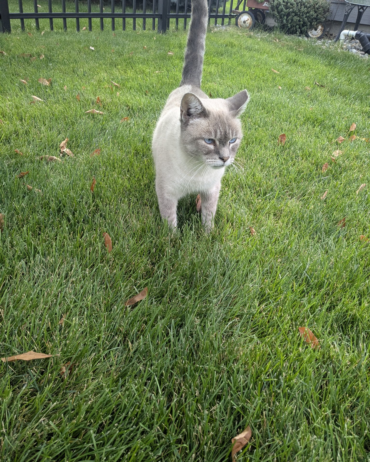 Merlin the ragdoll. Grass, Plant, Lawn, Backyard, Nature, Outdoors