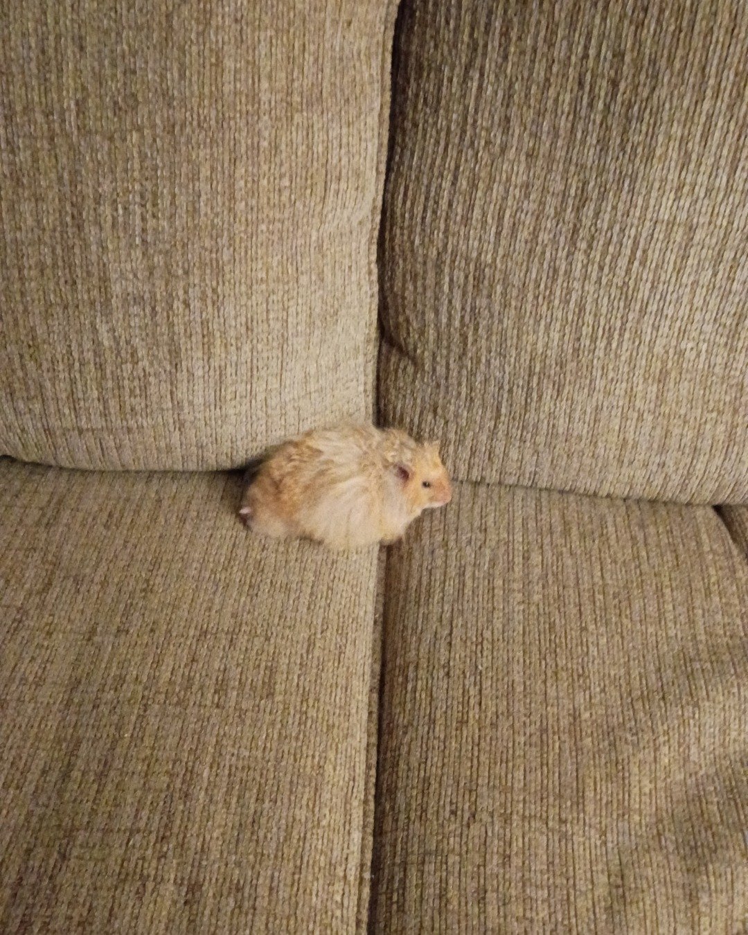 Alex the golden hamster. Couch, Furniture, Rat, Rodent, Hamster