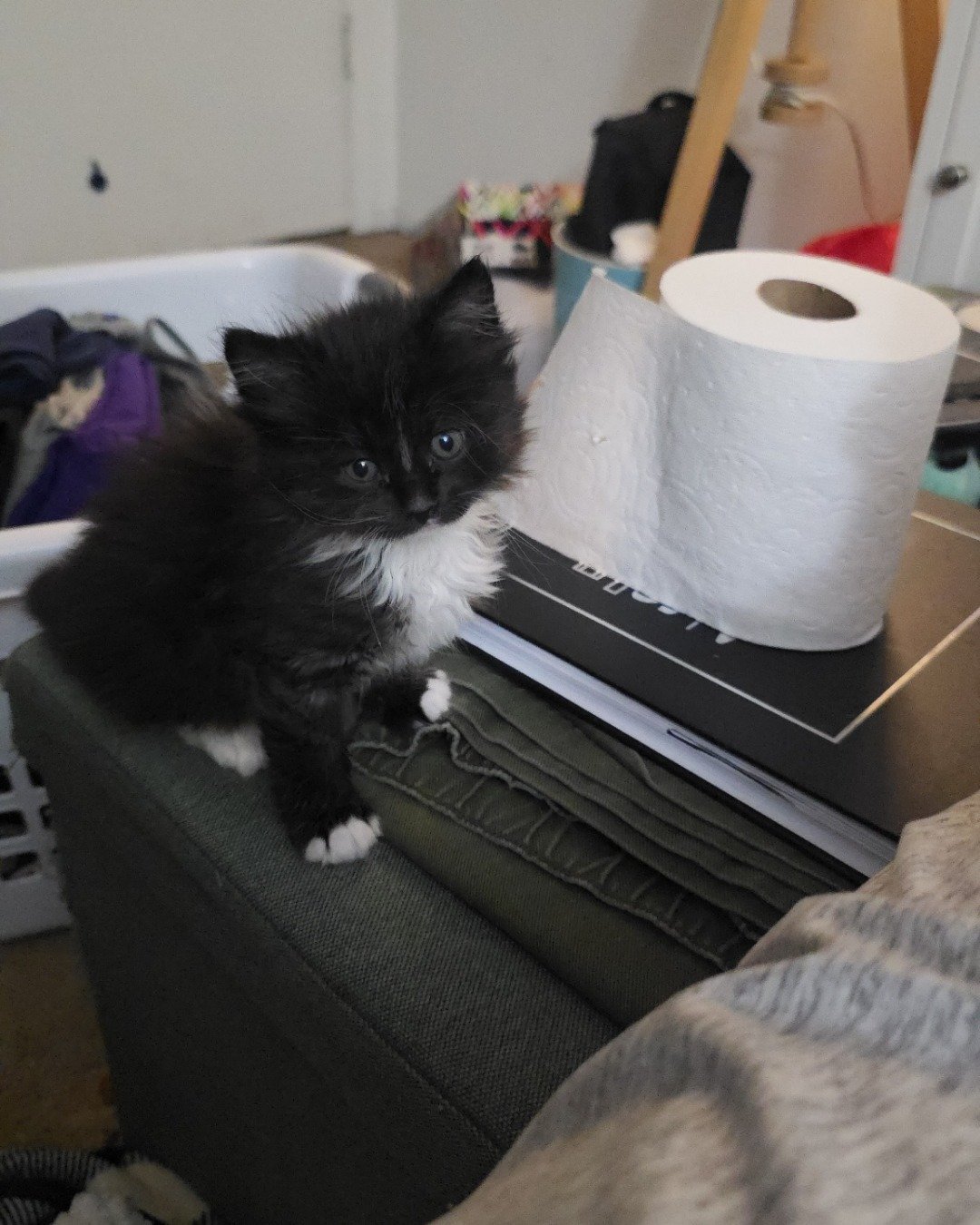 Andy. Paper, Towel, Cat, Furniture, Paper Towel