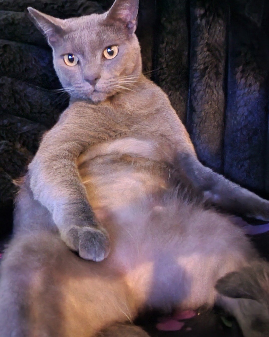 tinkerbell the blue russian. Abyssinian, Cat