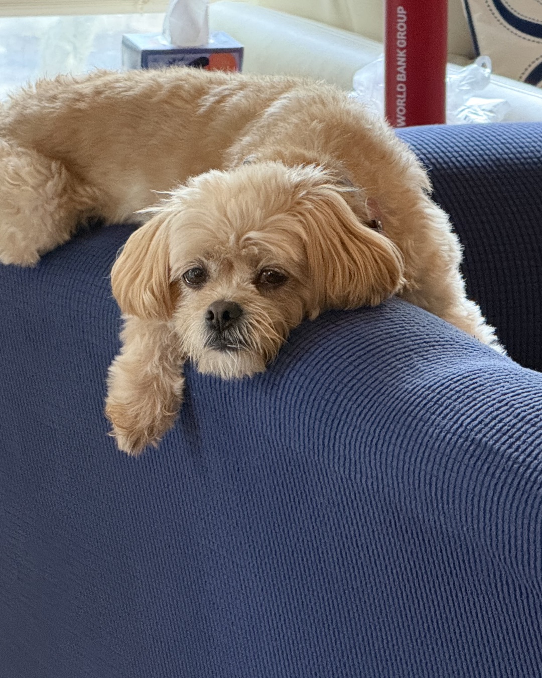 Chewie the Peekapoo. Couch, Furniture, Dog, Puppy