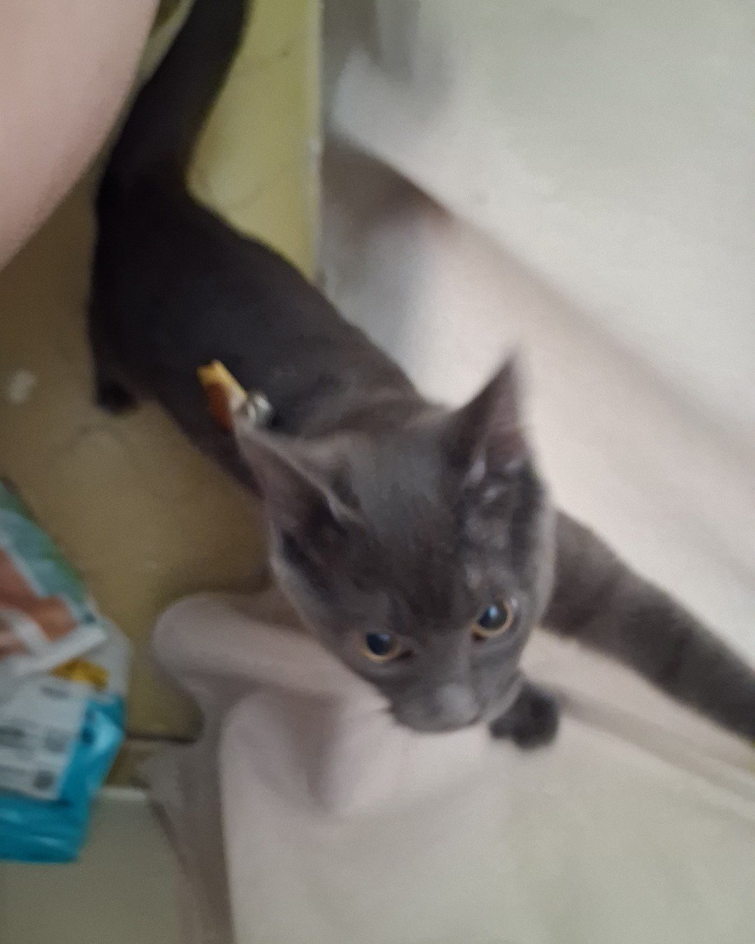 Biscuits the Russian blue. Cat, Kitten