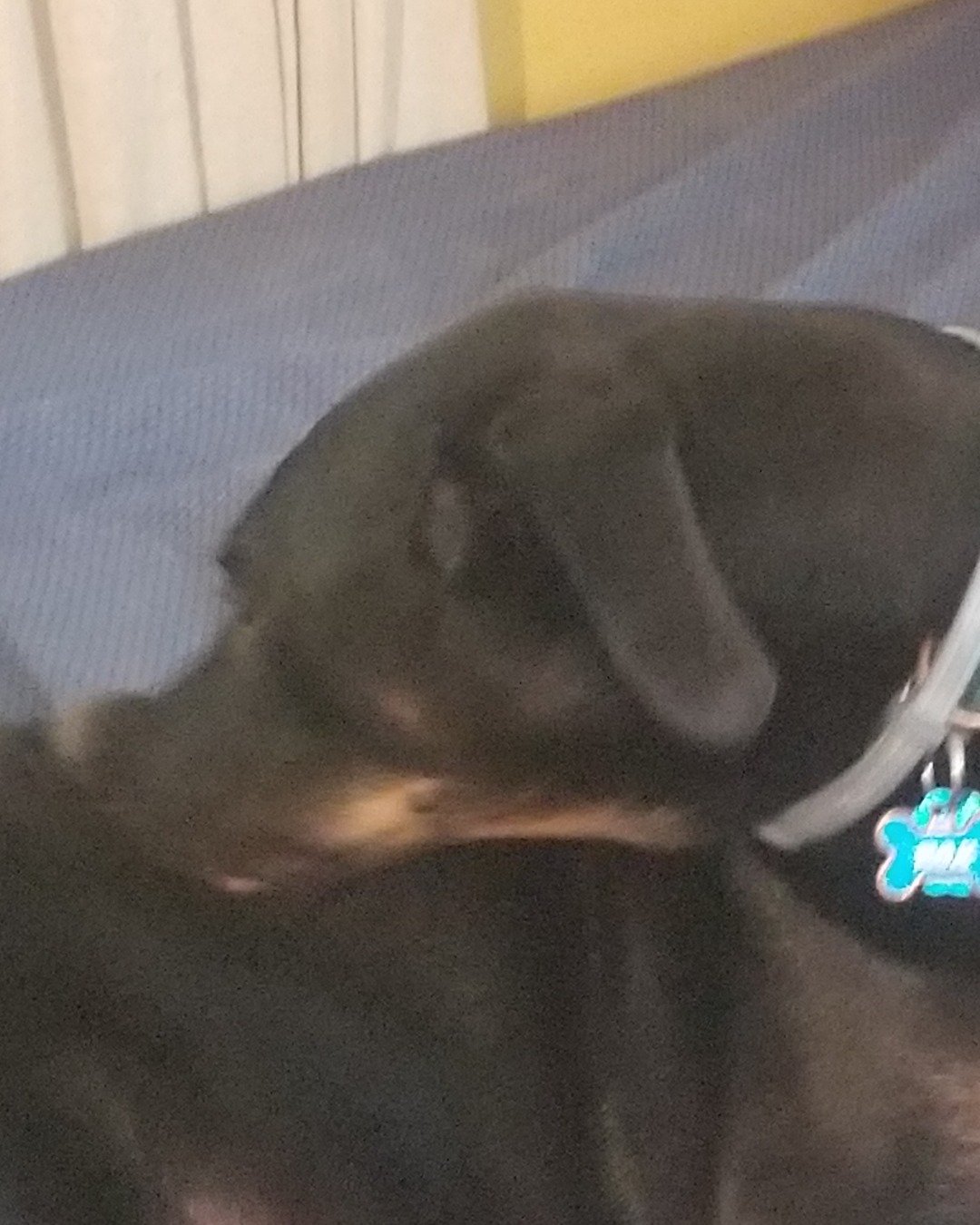rox&blue the doberman pinscher. Dog, Puppy, Person
