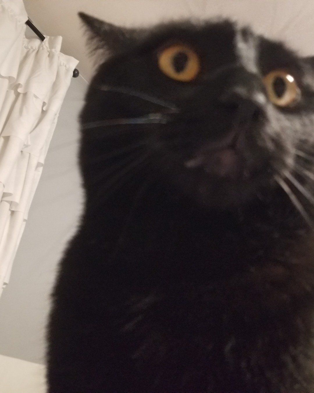 🎃Pumpkin🦇 the Black shorthair mutt. Black Cat, Cat