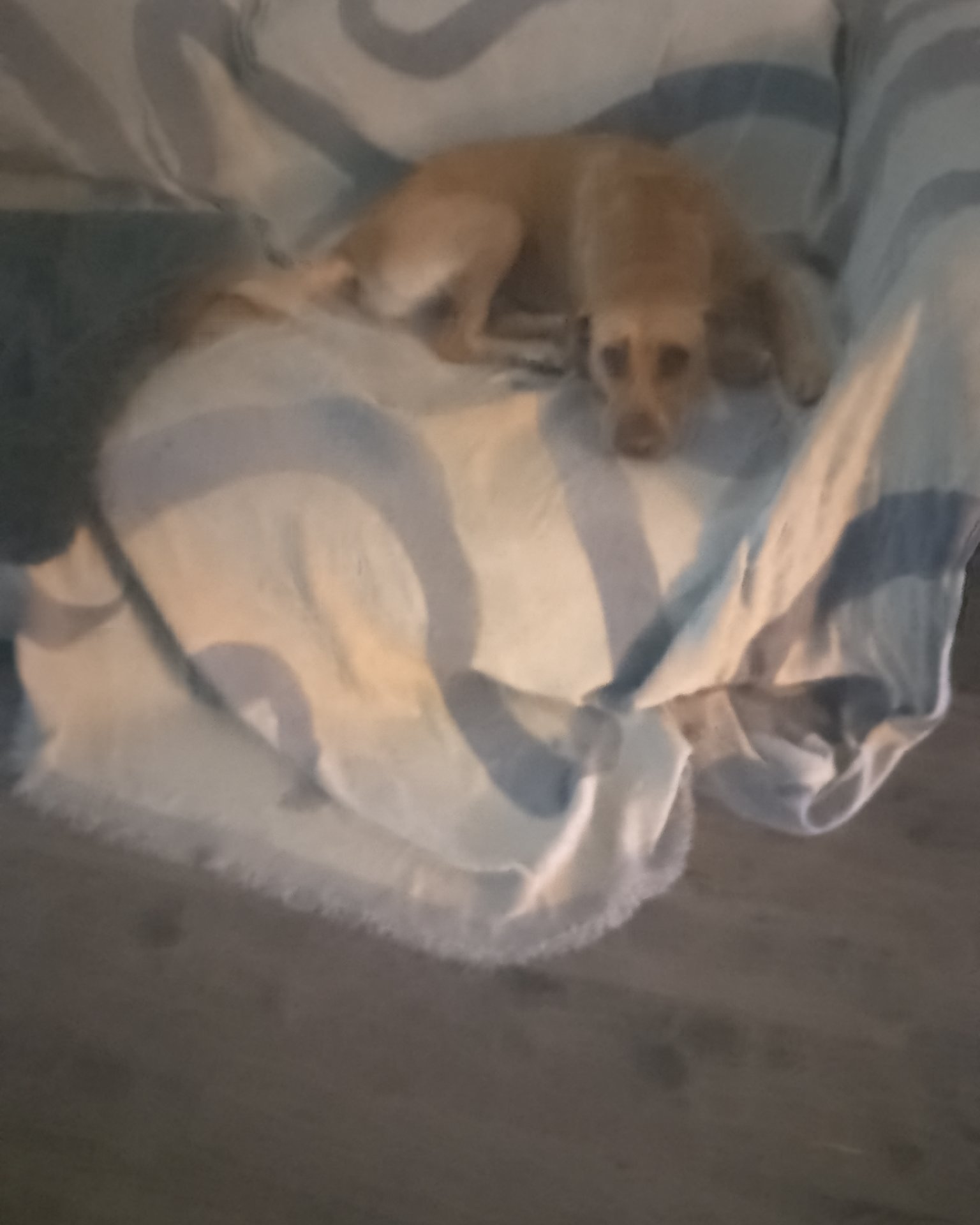 Manny the Mutt. Dog, Puppy, Blanket