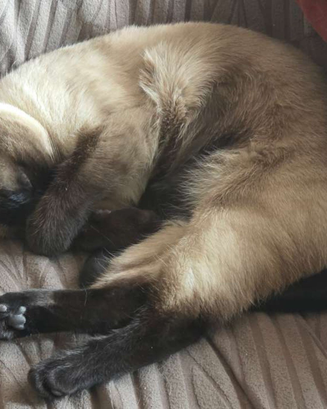 Luna🌙💫 (twin of Stella) the Siamese. Bear, Cat, Siamese