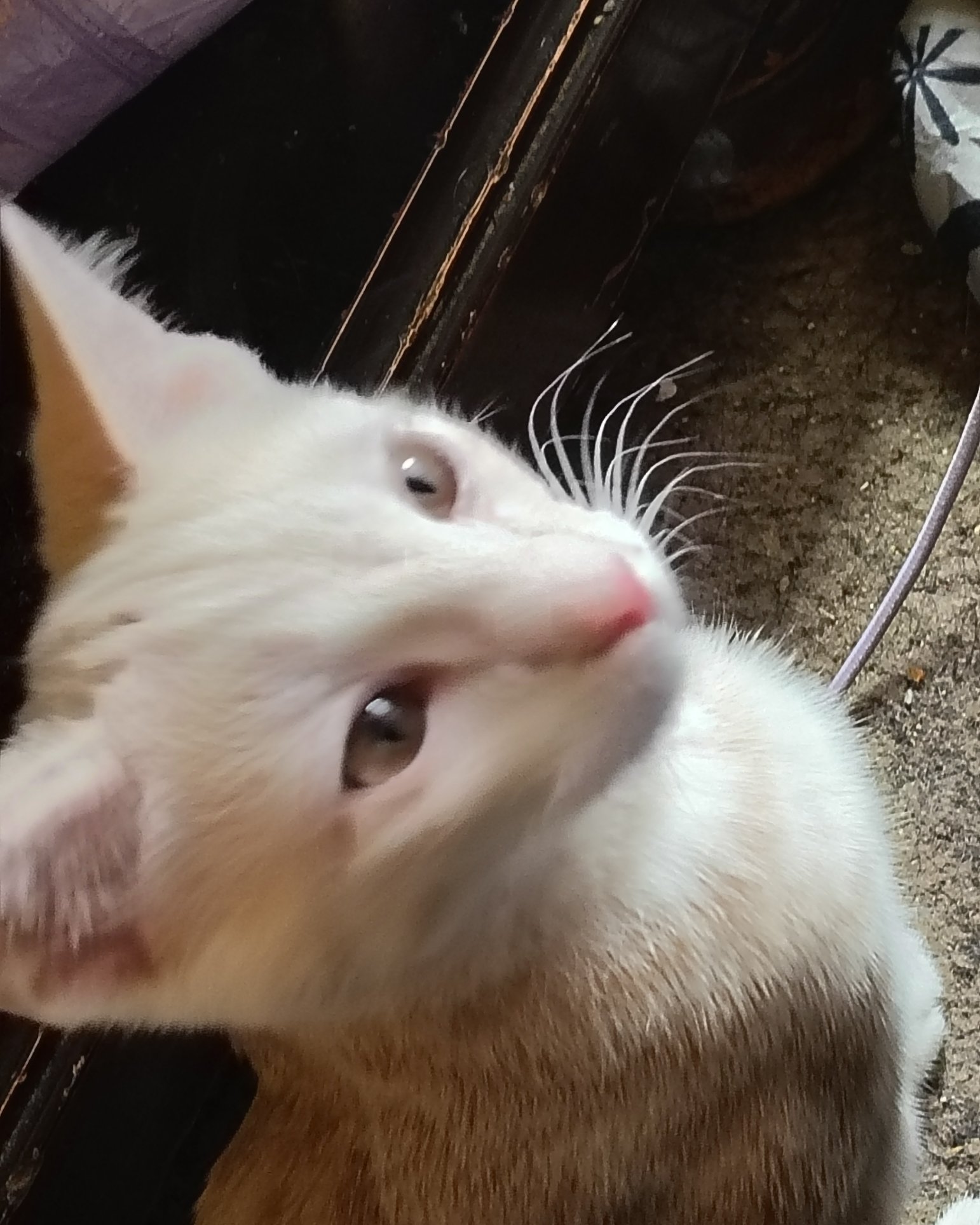 Aphrodite the orange kitty. Cat, Kitten