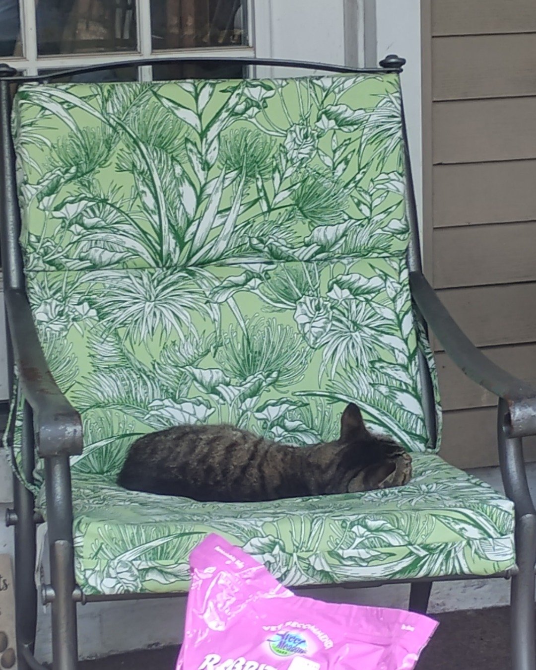 Shadow the Egyptian Tabby. Furniture, Chair, Cat