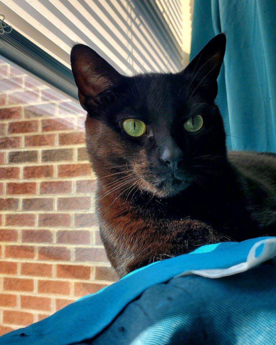 Binx. Cat, Black Cat