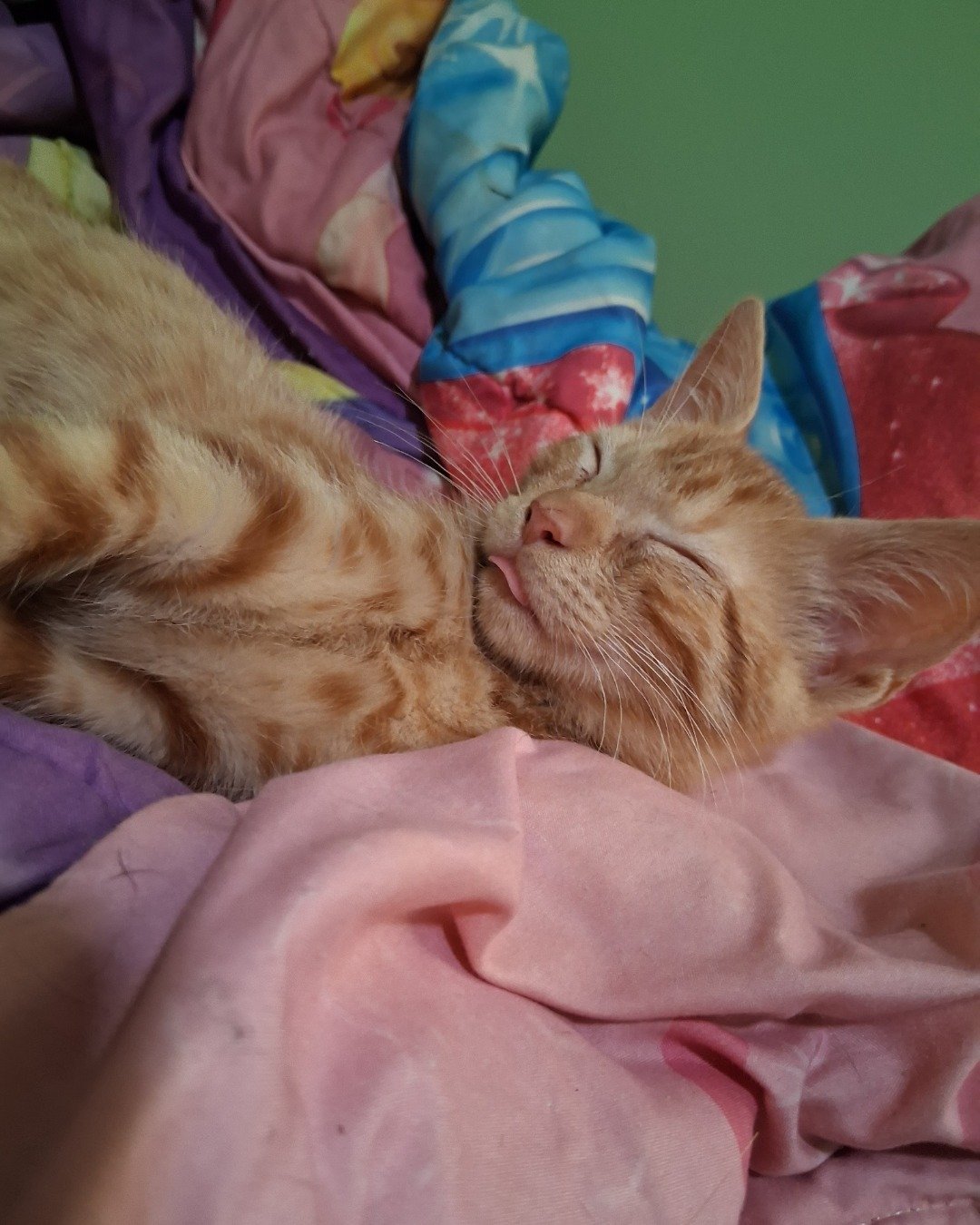 Rowan the ginger stray. Person, Sleeping, Cat, Kitten, Blanket