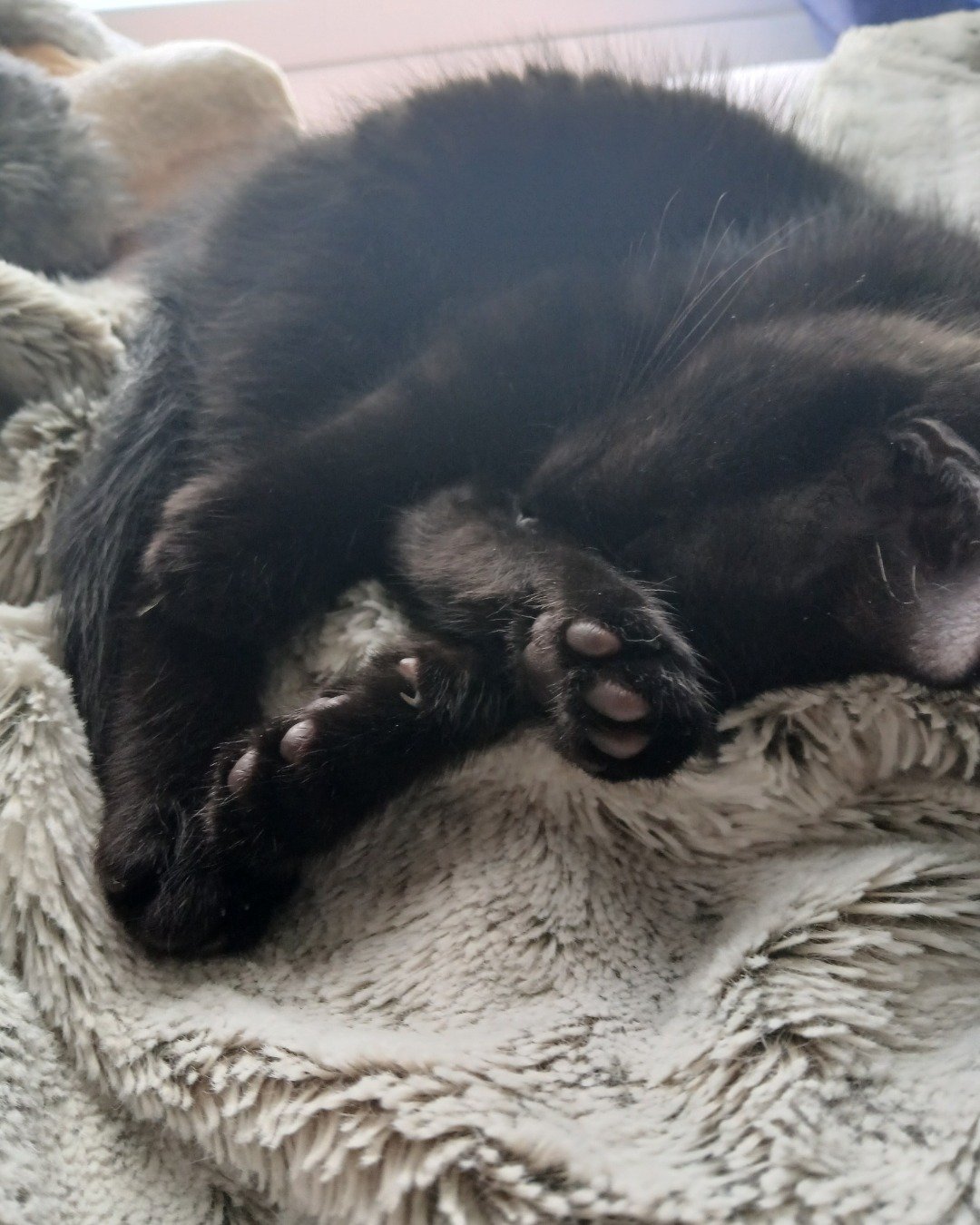 Enderchest the Shorthair Burmese cross. Person, Sleeping, Couch, Furniture, Cat, Blanket