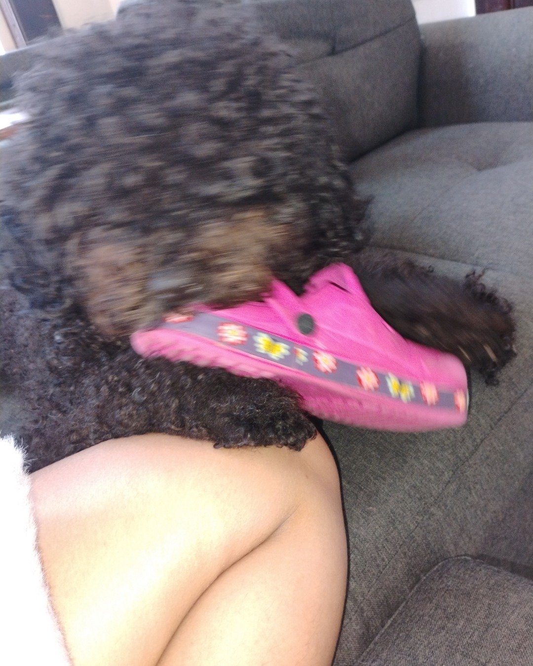 Brownie the black poodle. Couch, Furniture, Clothing, Footwear, Shoe, Dog