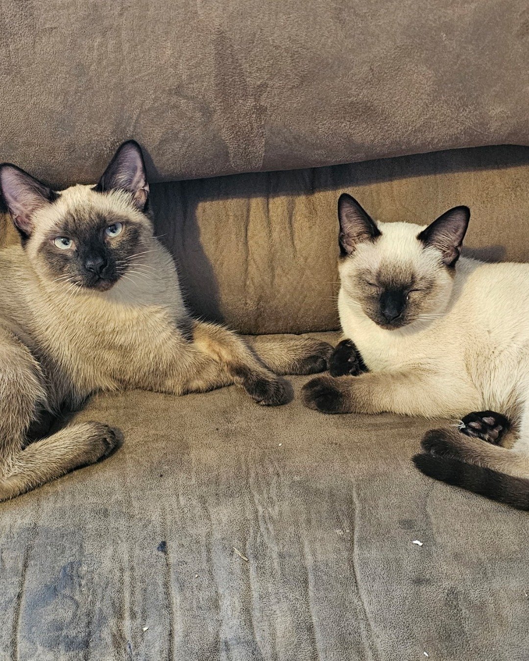 Twin love ❤ (Stella and Luna) the Siamese. Cat, Siamese