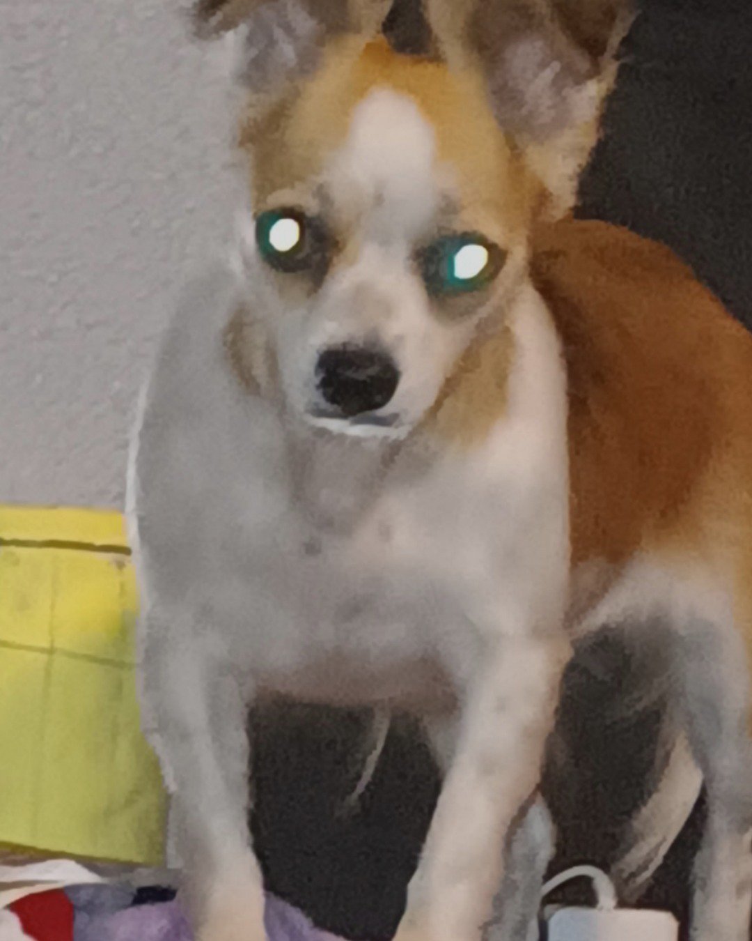 Claire the chiweenie. Chihuahua, Dog