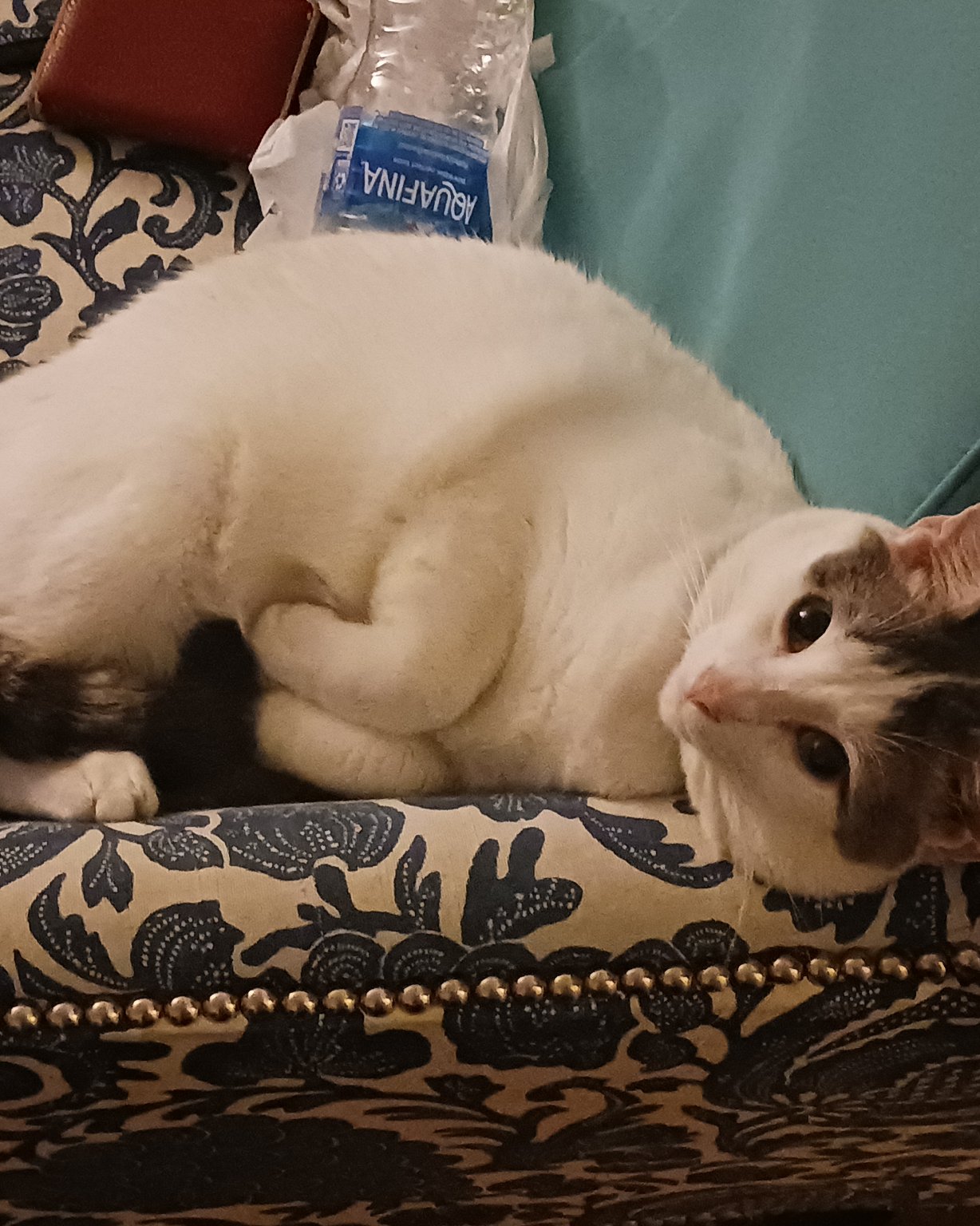 Little Dude the Unsure. Couch, Furniture, Cat