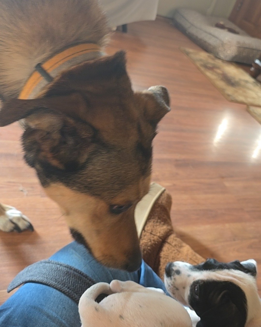 Bosco Stix the Super Mutt. Wood, Floor, Flooring, Dog, Puppy, Indoors