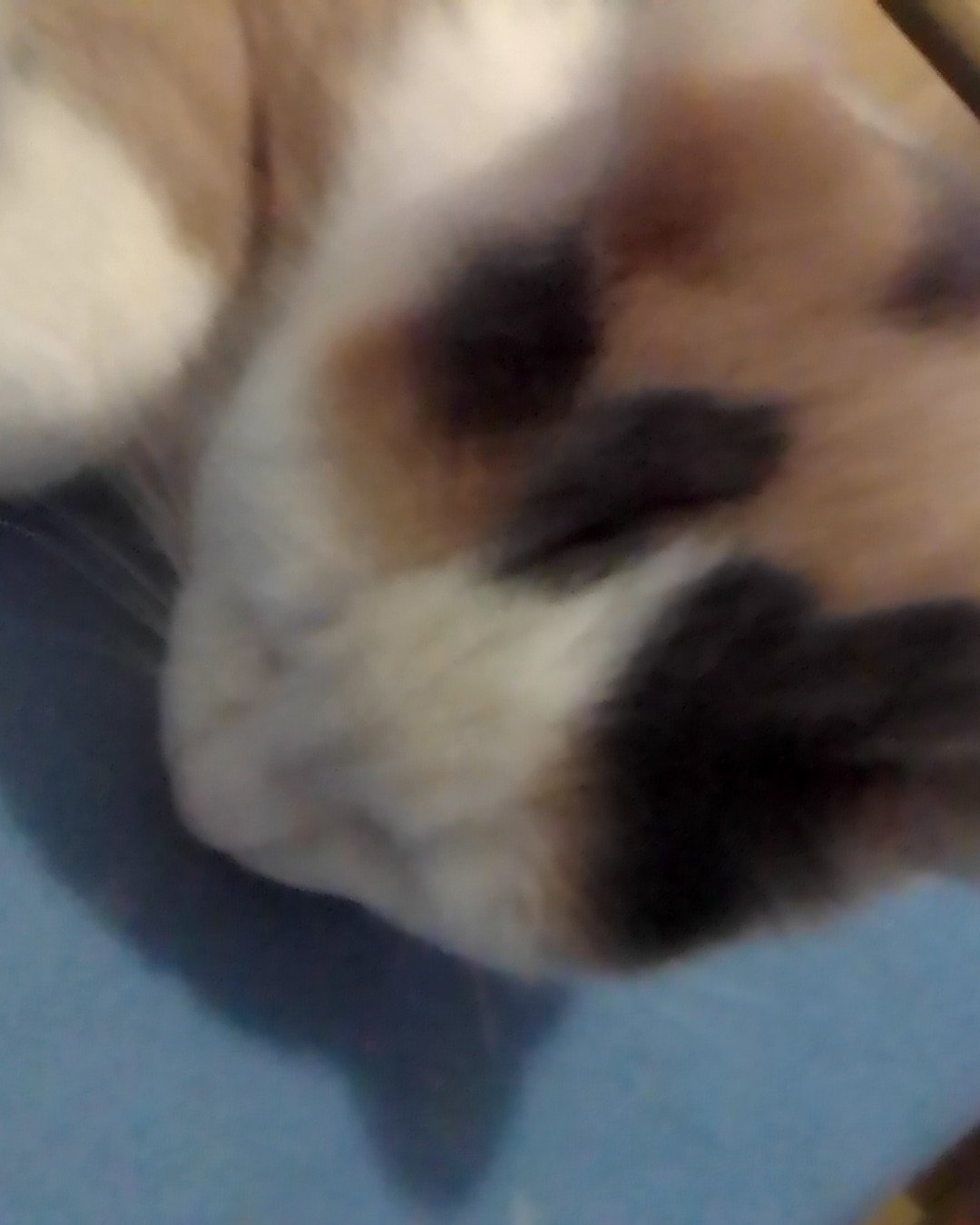 peanut. Rabbit, Snout, Dog