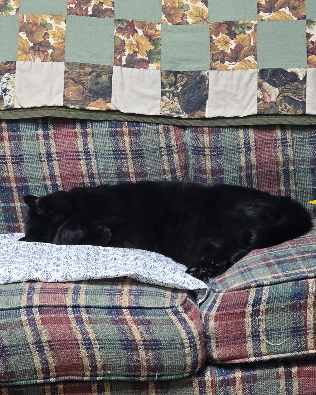 Balerion. Couch, Furniture, Cushion, Home Decor, Quilt, Dog