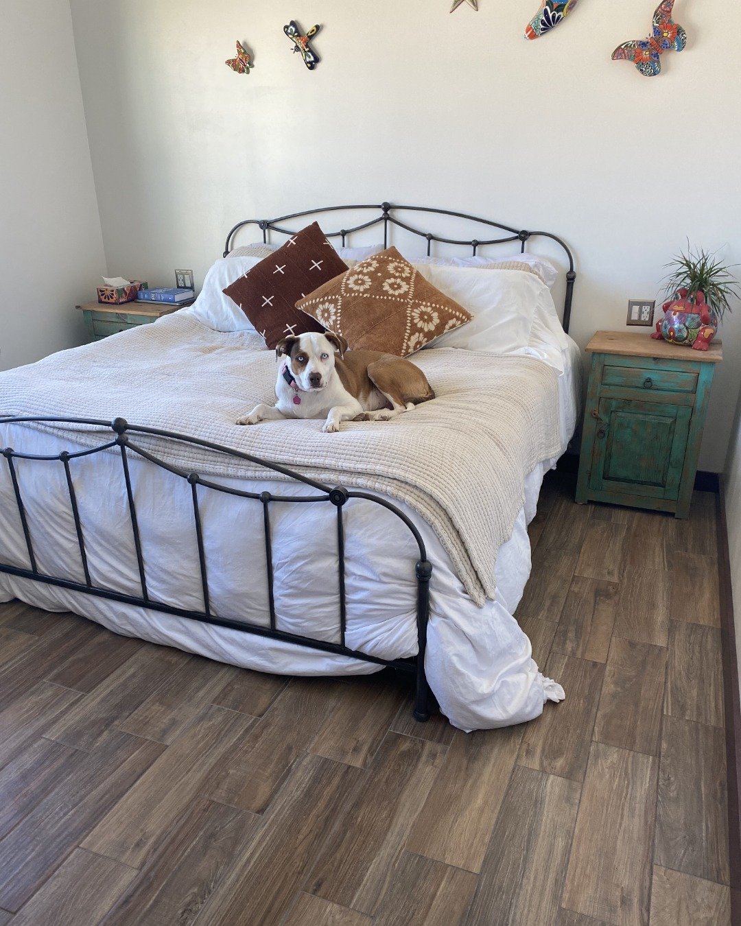 Daisy the Australian shepherd pit bull mix. Dog, Bed, Furniture, Plant, Motorcycle, Transportation