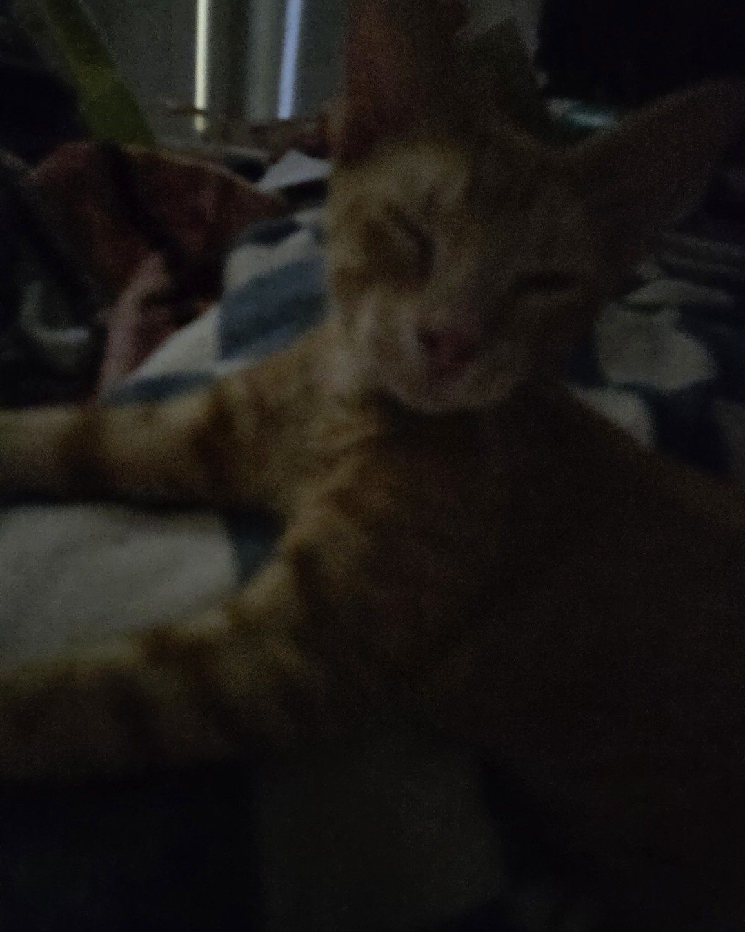 Hades the Orange cat. Abyssinian, Cat, Kitten