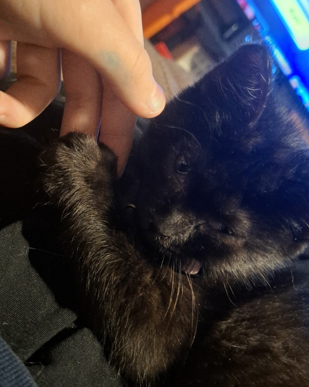 Aries the Black cat. Cat, Kitten, Dog, Body Part, Finger, Hand