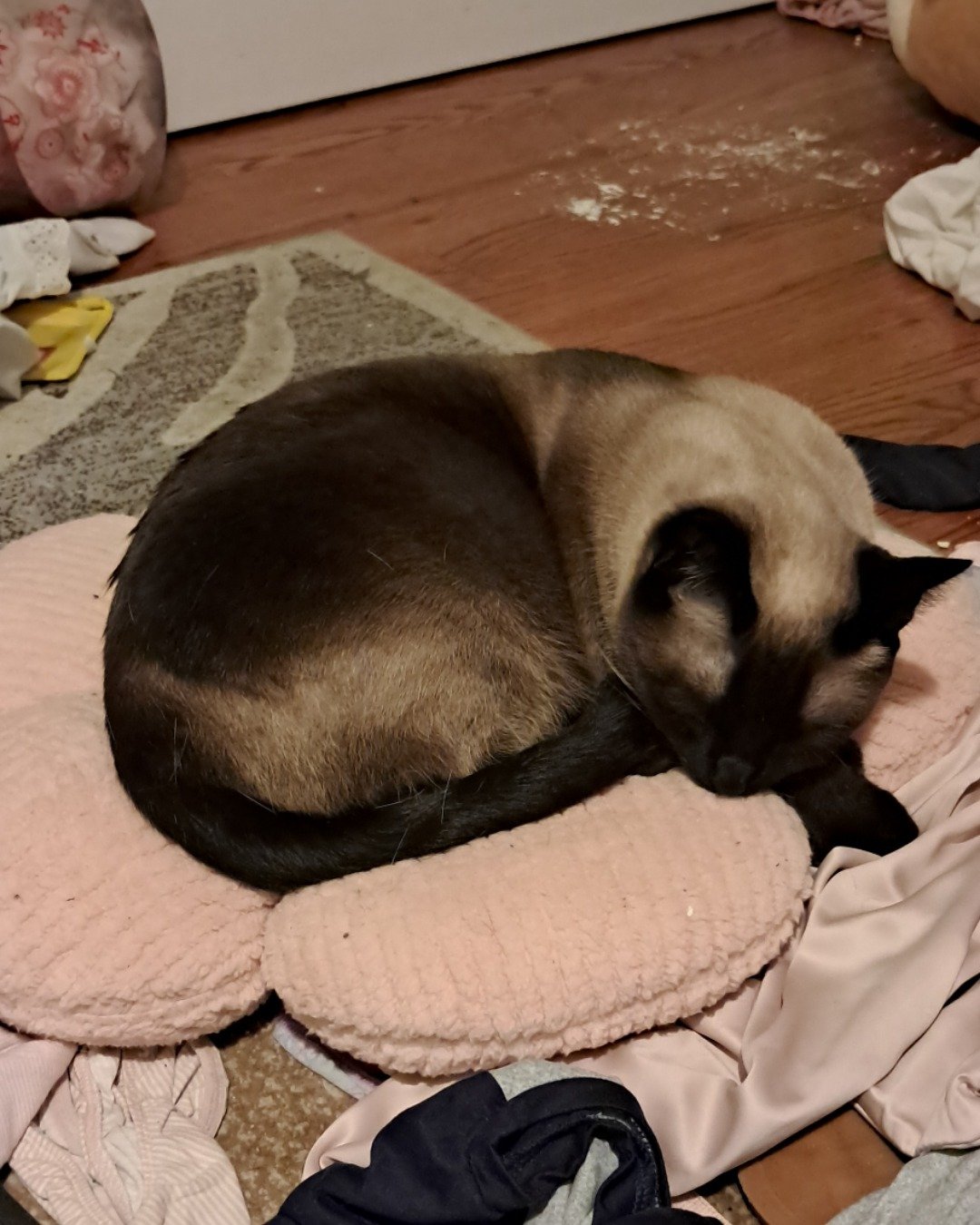 Luna🌙💫 (twin of Stella) the Siamese. Cat, Siamese
