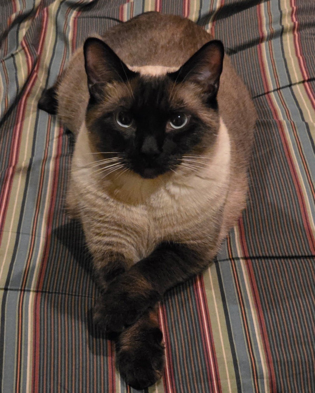 stub tail Stella🙃😎 (twin of Luna) the Siamese. Cat, Siamese