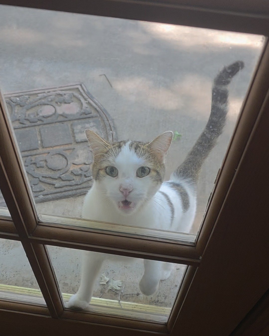 Rascal. Window, Architecture, Building, Skylight, Cat