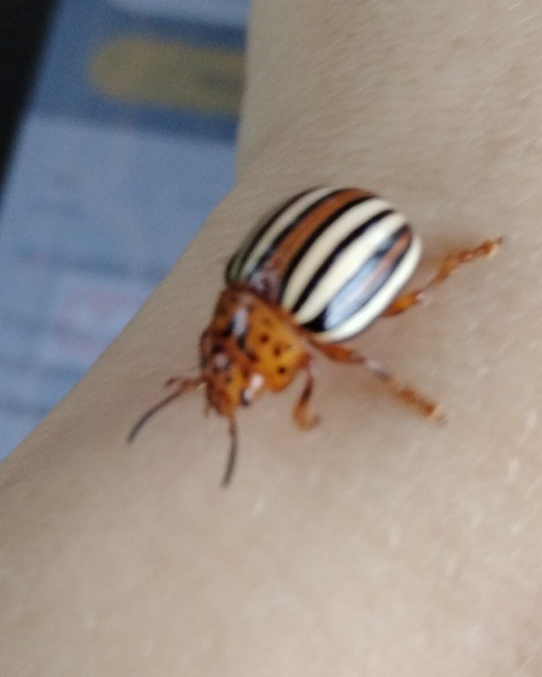 Tater the False Potato Beetle. Insect, Invertebrate