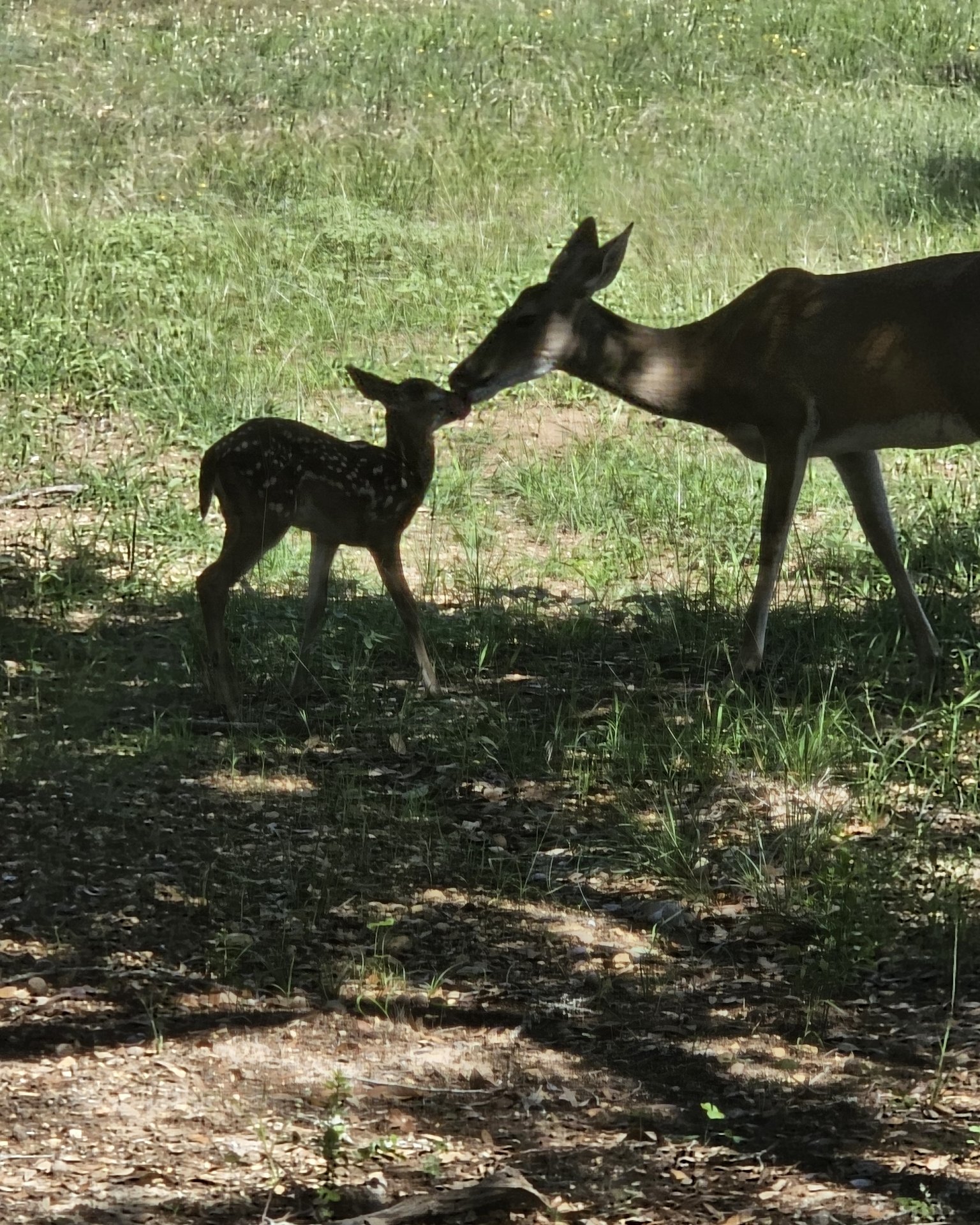 Nature the Deer,Axis Deer,Bucks,Axis Bucks. Deer, Grass, Plant, Field, Grassland, Nature