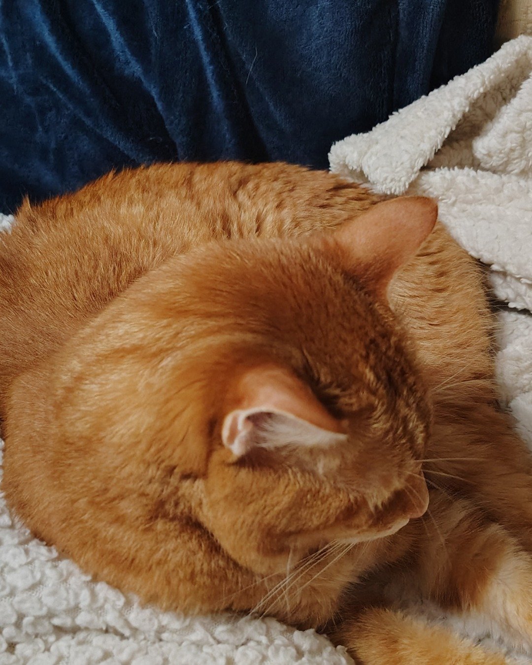 Harry the Ginger. Cat, Blanket, Person, Sleeping