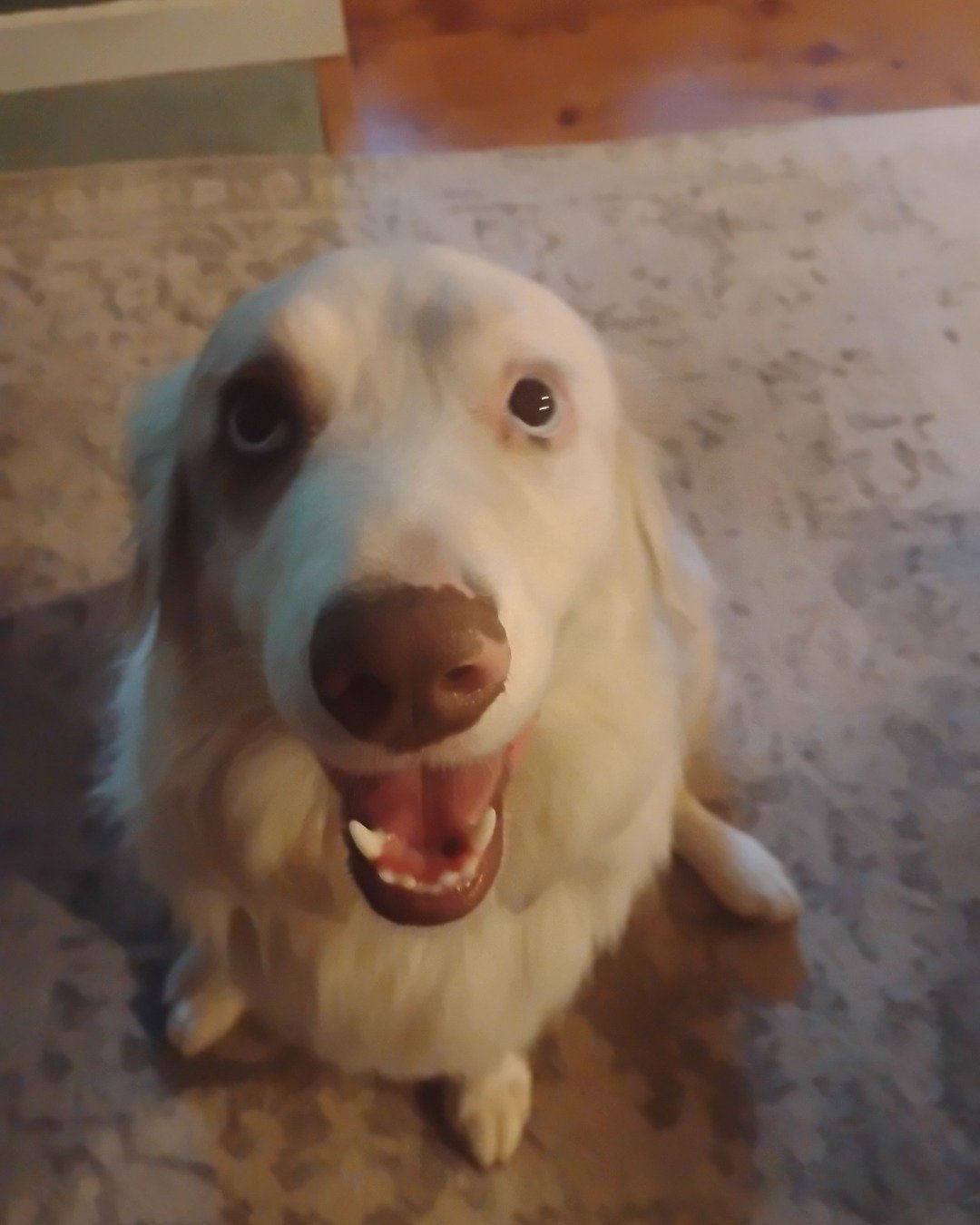 Willow the Australian Shepherd. Dog, Puppy, White Dog, Eskimo Dog