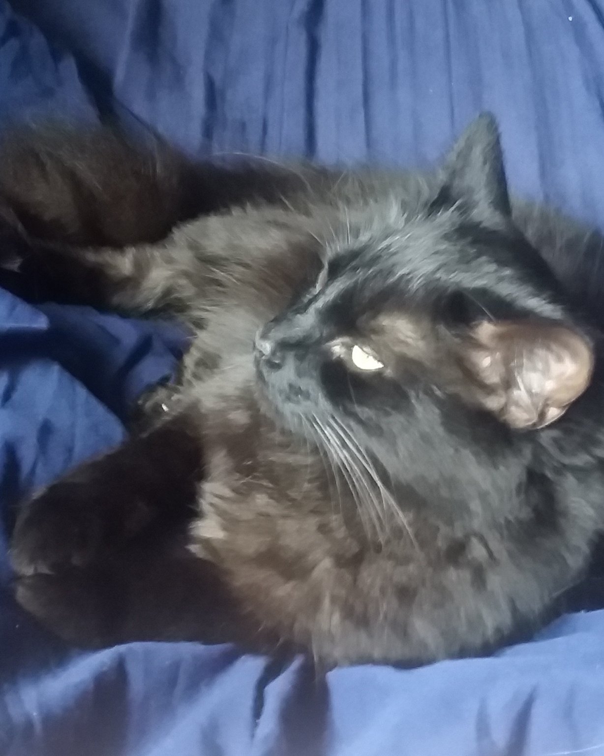 Sylvester the Unsure. Cat, Kitten