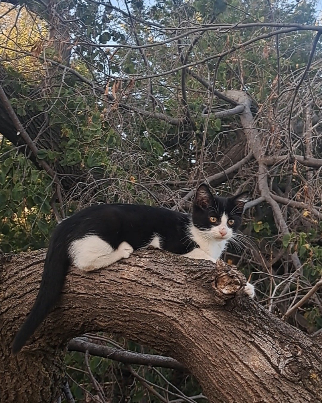 Bramble. Plant, Tree, Vegetation, Wood, Cat, Kitten