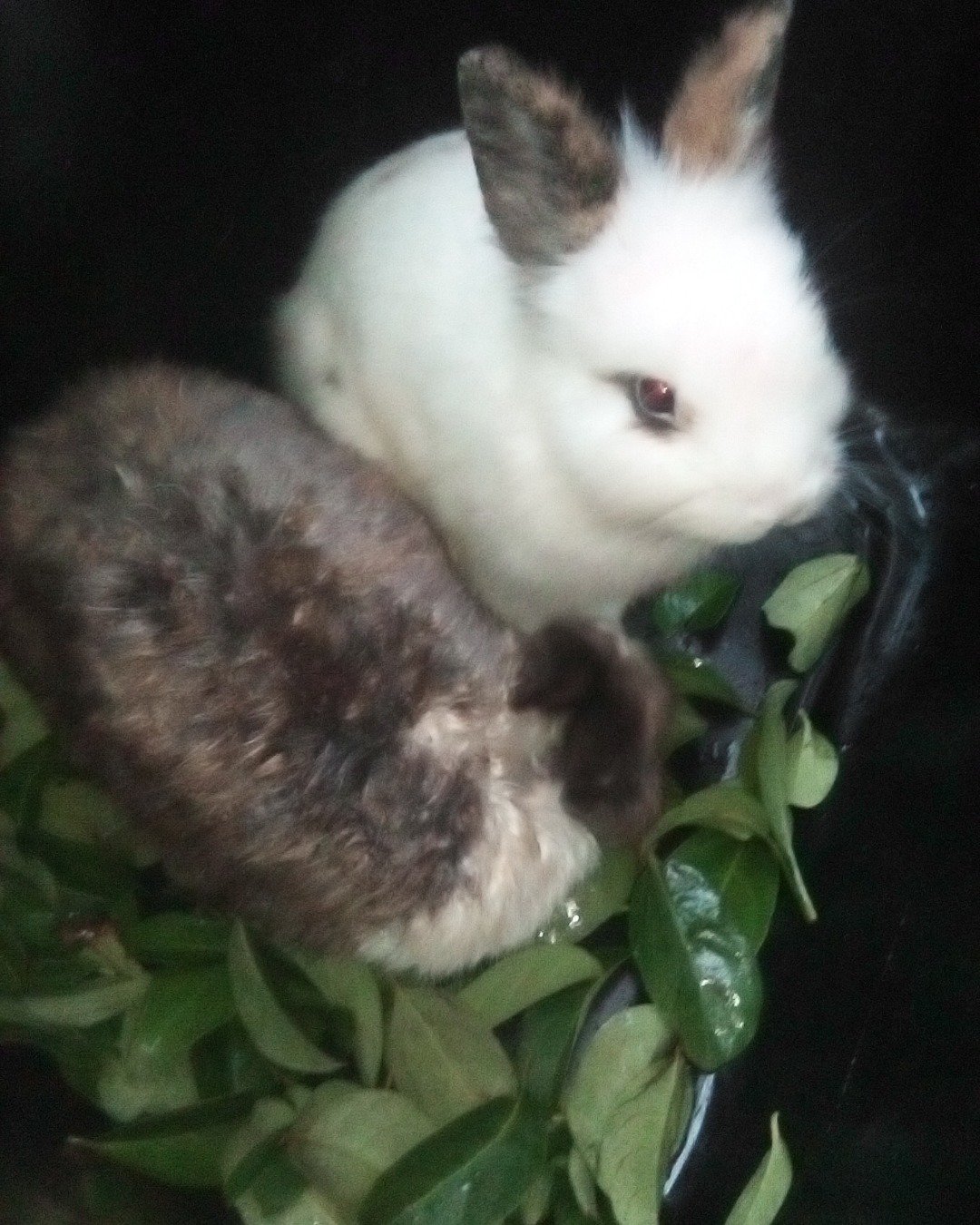 stormy and Lola bunny. Rabbit, Hare, Rodent, Bird, Chicken, Fowl