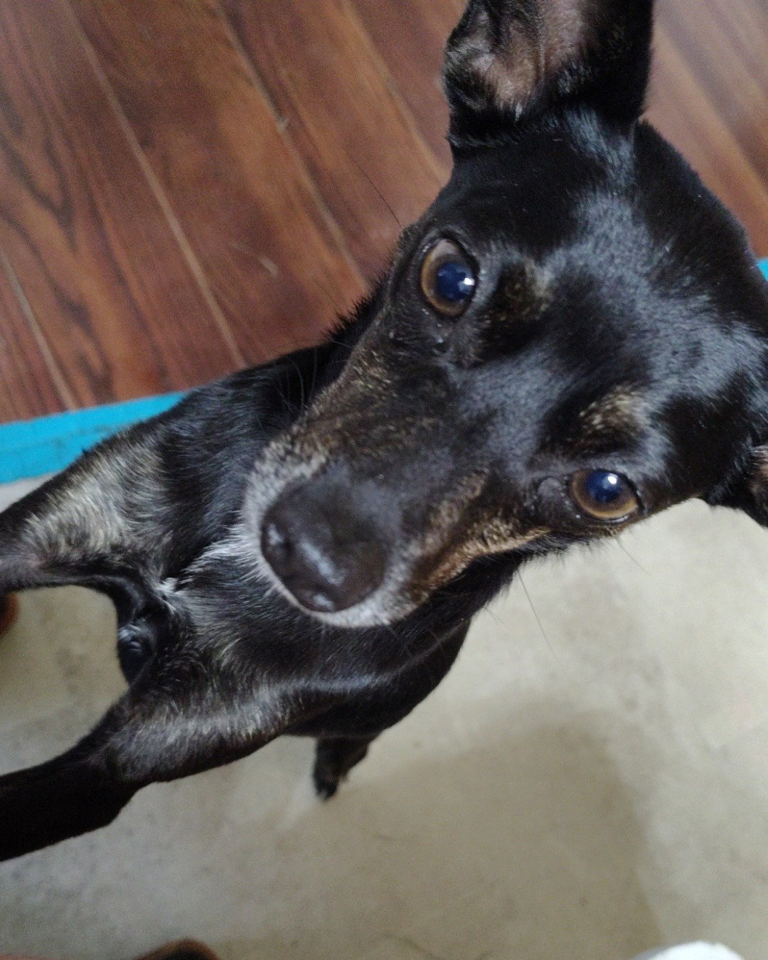 Lumos. Dog, Puppy, Wood, Chihuahua