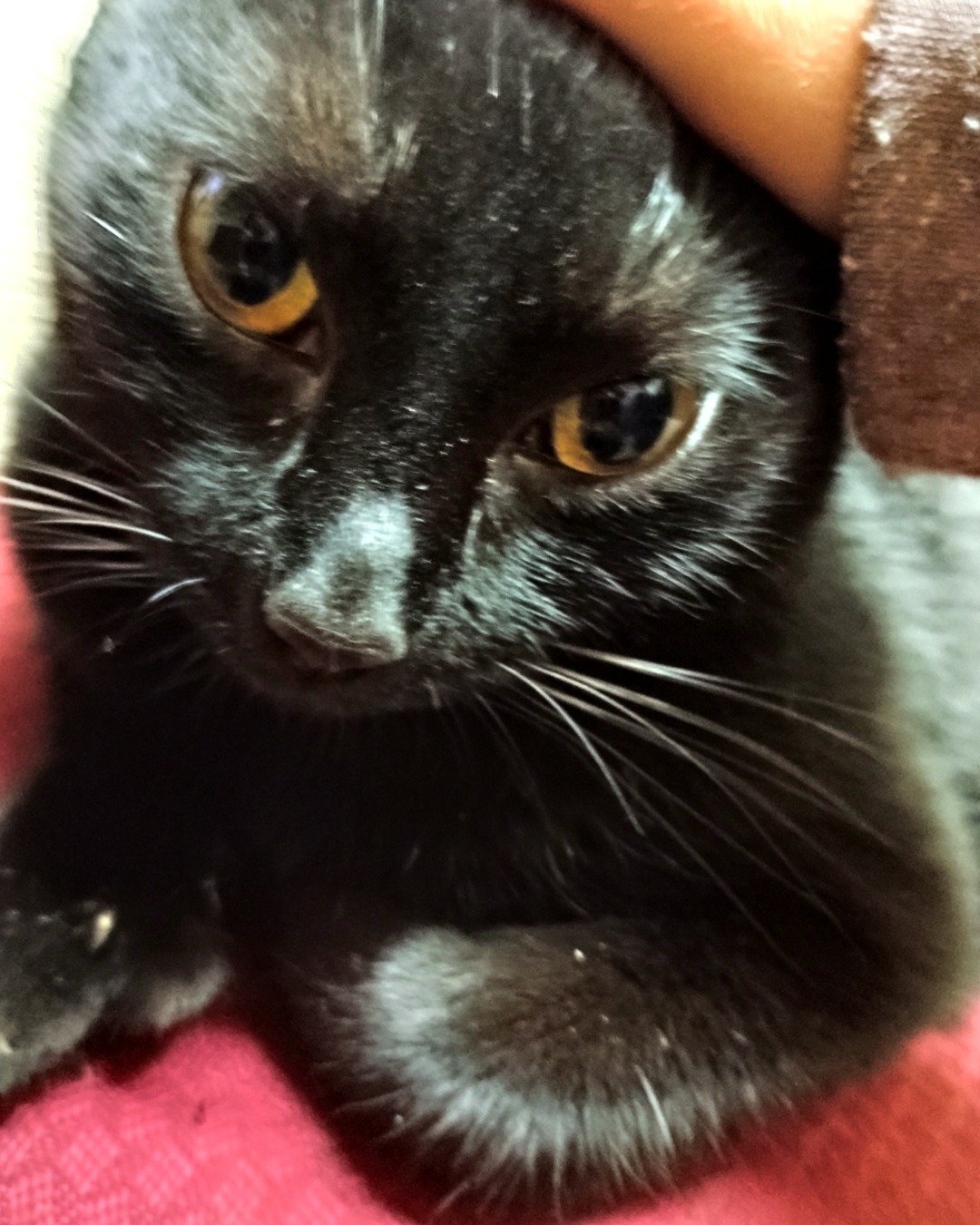 Nyx. Cat, Black Cat, Kitten