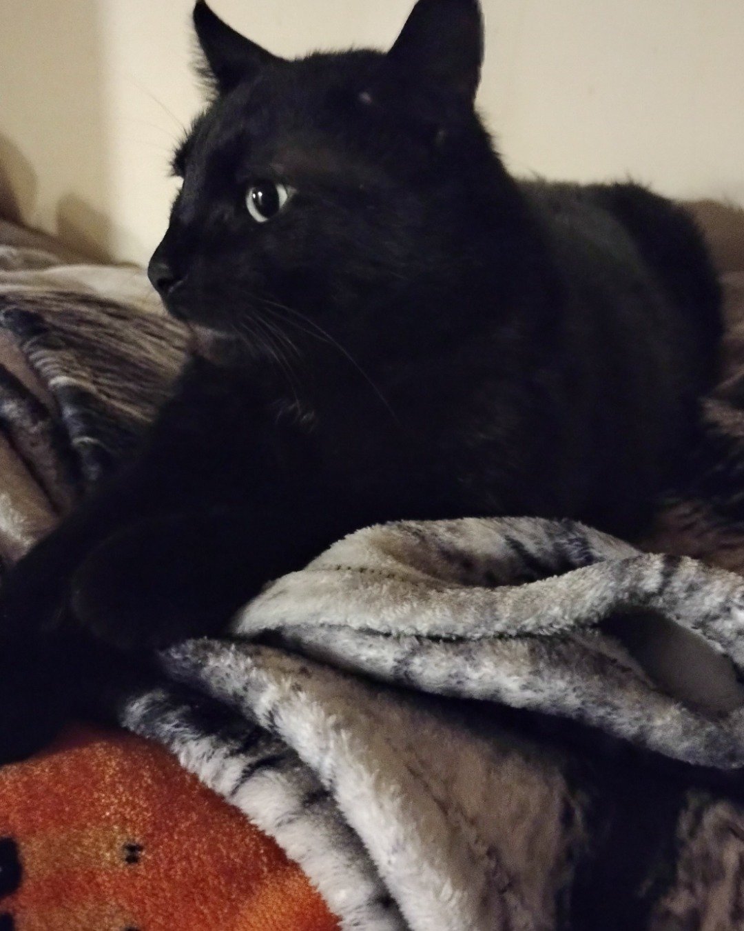 Void. Cat, Blanket, Black Cat