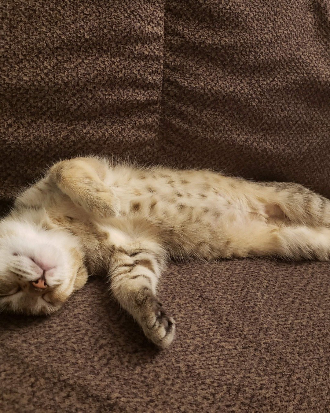 Lucy the tabby. Person, Sleeping, Couch, Furniture, Cat, Kitten