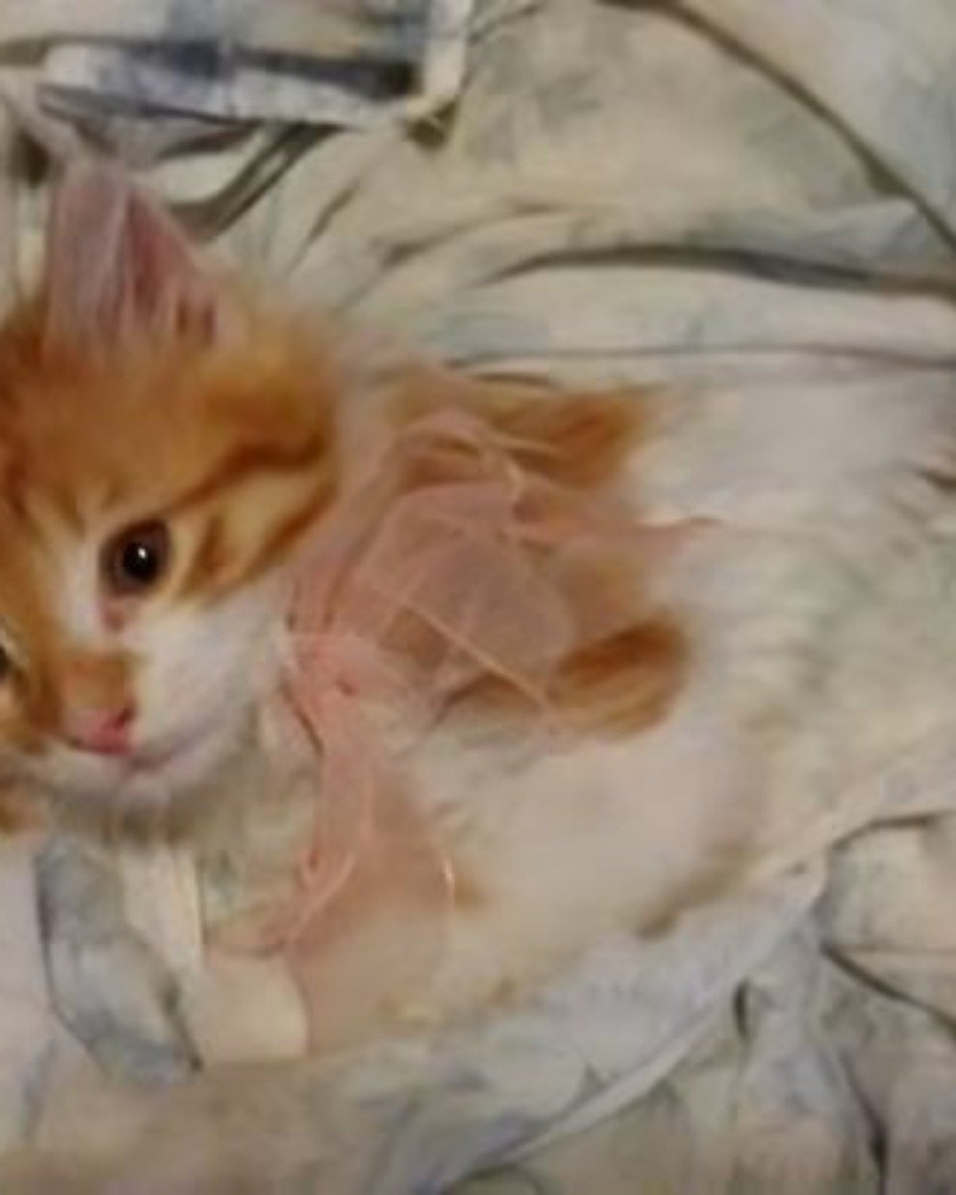 Lucky. Cat, Kitten