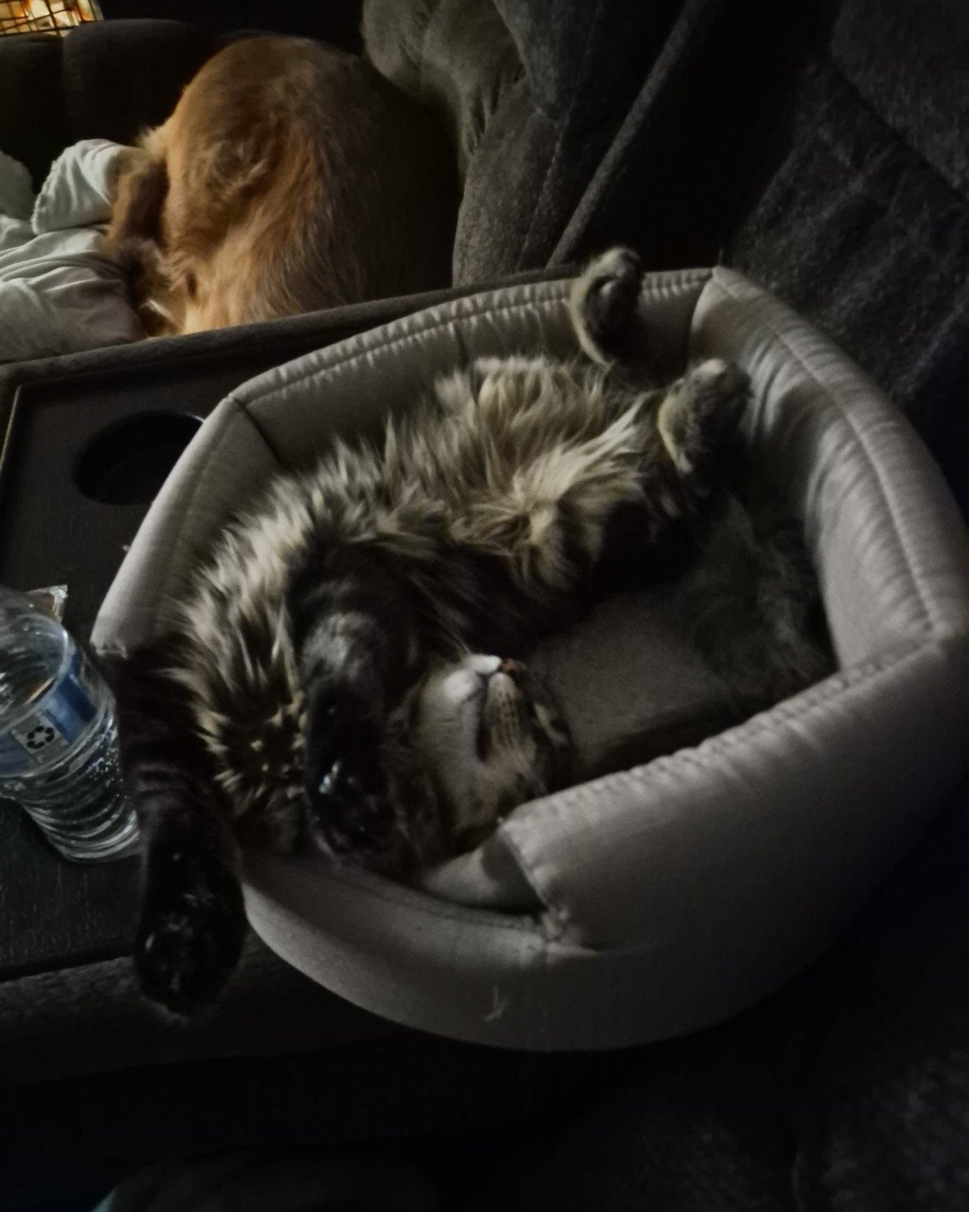 Noodle the Domestic longhair. Couch, Furniture, Person, Sleeping, Cushion, Home Decor