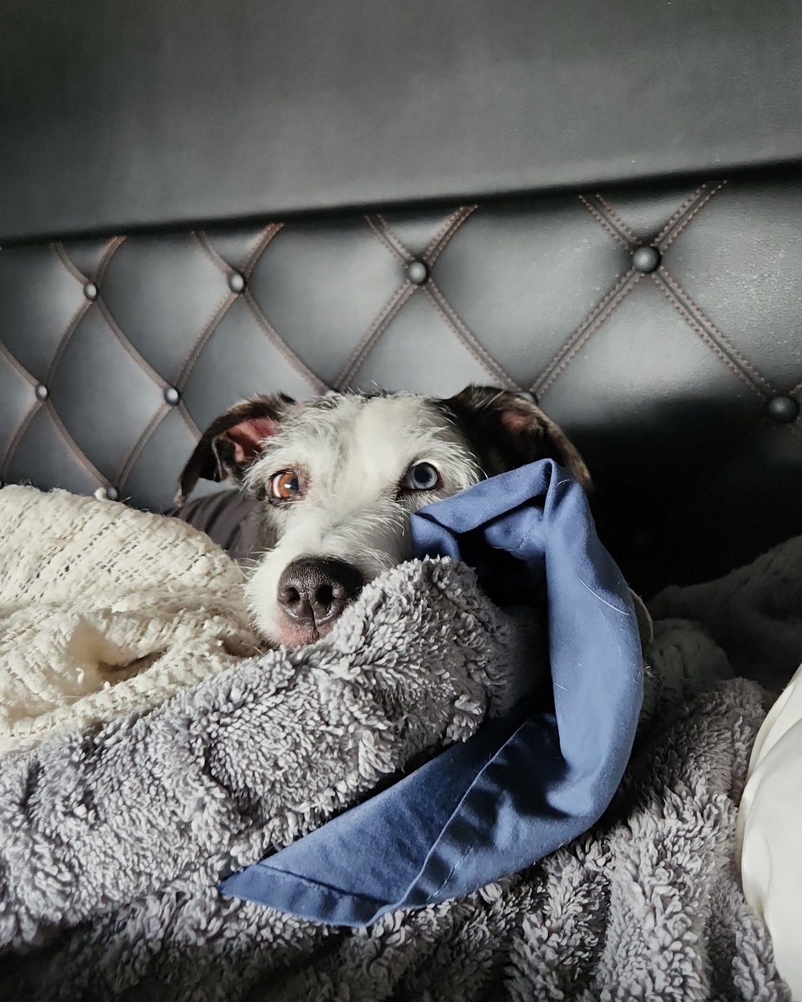 Willie the terrier. Blanket, Dog